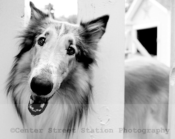 078 lilly 8x10 bw